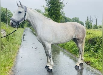 Koń pociągowy, Klacz, 8 lat, 166 cm, Siwa