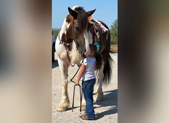 Koń pociągowy, Klacz, 9 lat, 165 cm, Tobiano wszelkich maści
