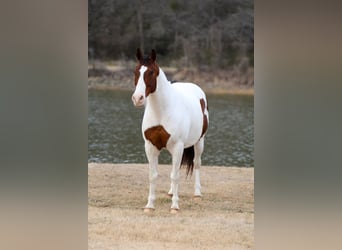 Koń pociągowy Mix, Wałach, 10 lat, 160 cm, Srokata