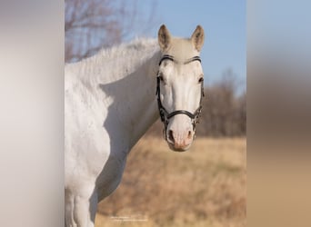 Koń pociągowy Mix, Wałach, 11 lat, 173 cm, Siwa jabłkowita