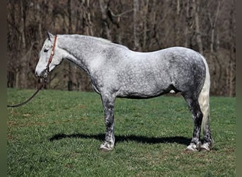 Koń pociągowy, Wałach, 12 lat, 157 cm, Siwa jabłkowita