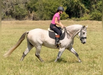 Koń pociągowy Mix, Wałach, 13 lat, 160 cm, Siwa