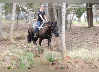 Koń pociągowy Mix, Wałach, 14 lat, 160 cm, Kara