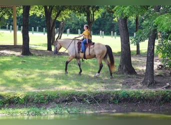 Koń pociągowy Mix, Wałach, 15 lat, Jelenia