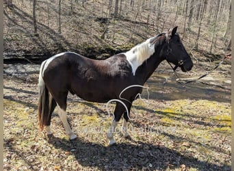 Koń pociągowy, Wałach, 16 lat, 142 cm, Tobiano wszelkich maści
