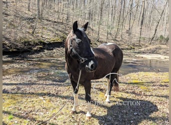 Koń pociągowy, Wałach, 16 lat, 142 cm, Tobiano wszelkich maści