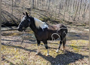 Koń pociągowy, Wałach, 16 lat, 142 cm, Tobiano wszelkich maści