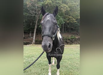 Koń pociągowy, Wałach, 16 lat, 142 cm, Tobiano wszelkich maści