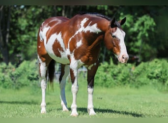 Koń pociągowy Mix, Wałach, 16 lat, 163 cm, Srokata