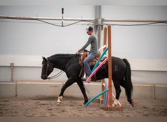 Koń pociągowy Mix, Wałach, 3 lat, 163 cm, Kara