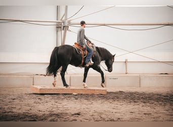 Koń pociągowy Mix, Wałach, 3 lat, 163 cm, Kara