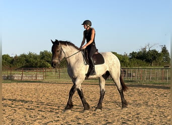 Koń pociągowy Mix, Wałach, 3 lat, 173 cm, Karodereszowata