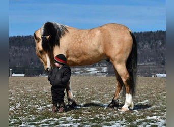 Koń pociągowy Mix, Wałach, 4 lat, 150 cm, Jelenia