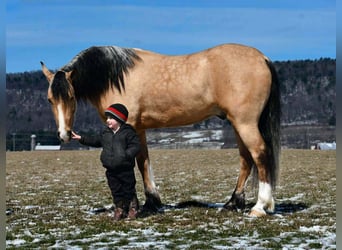 Koń pociągowy Mix, Wałach, 4 lat, 150 cm, Jelenia