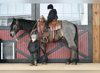 Koń pociągowy Mix, Wałach, 4 lat, 150 cm, Karodereszowata