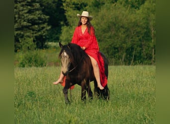 Koń pociągowy Mix, Wałach, 4 lat, 152 cm, Jelenia