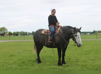 Koń pociągowy Mix, Wałach, 4 lat, 152 cm, Siwa