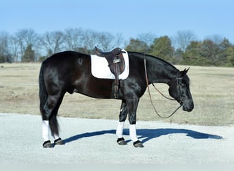 Koń pociągowy Mix, Wałach, 4 lat, 155 cm, Kara