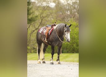 Koń pociągowy Mix, Wałach, 4 lat, 155 cm, Siwa jabłkowita