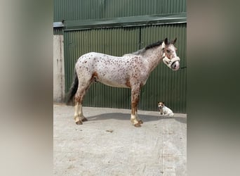 Koń pociągowy, Wałach, 4 lat, 156 cm, Tarantowata