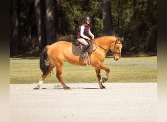Koń pociągowy Mix, Wałach, 4 lat, 160 cm, Bułana