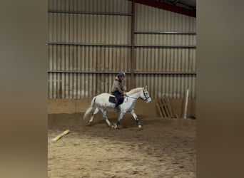 Koń pociągowy, Wałach, 4 lat, 160 cm, Siwa