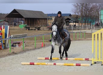Koń pociągowy Mix, Wałach, 4 lat, 160 cm, Siwa