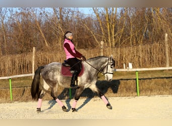Koń pociągowy Mix, Wałach, 4 lat, 160 cm, Siwa