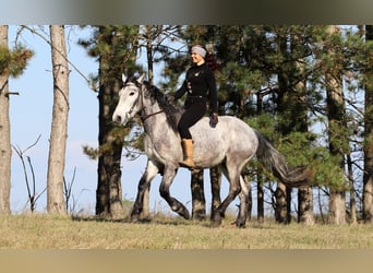 Koń pociągowy Mix, Wałach, 4 lat, 160 cm, Siwa
