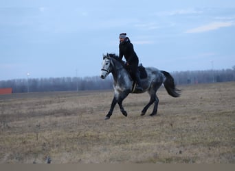 Koń pociągowy Mix, Wałach, 4 lat, 160 cm, Siwa