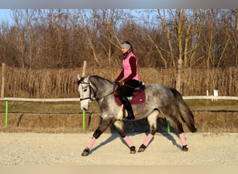 Koń pociągowy Mix, Wałach, 4 lat, 160 cm, Siwa