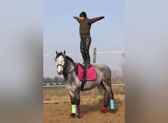 Koń pociągowy Mix, Wałach, 4 lat, 160 cm, Siwa