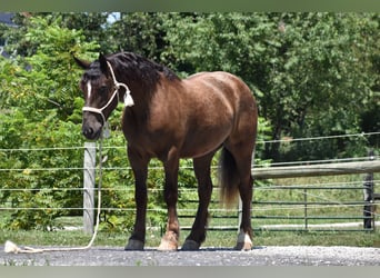 Koń pociągowy Mix, Wałach, 4 lat, 163 cm, Gniada