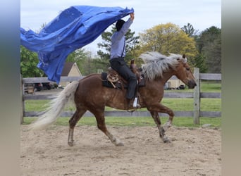 Koń pociągowy Mix, Wałach, 4 lat, 163 cm, Izabelowata