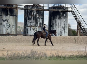 Koń pociągowy Mix, Wałach, 4 lat, 163 cm, Kara