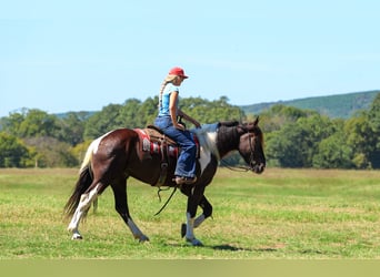 Koń pociągowy Mix, Wałach, 4 lat, 163 cm, Srokata