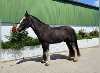 Koń pociągowy, Wałach, 4 lat, 164 cm, Karodereszowata