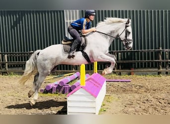 Koń pociągowy, Wałach, 4 lat, 164 cm, Siwa