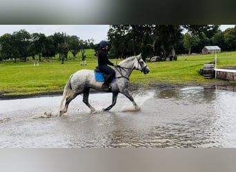 Koń pociągowy, Wałach, 4 lat, 164 cm, Siwa