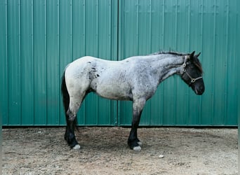 Koń pociągowy, Wałach, 4 lat, 165 cm, Karodereszowata