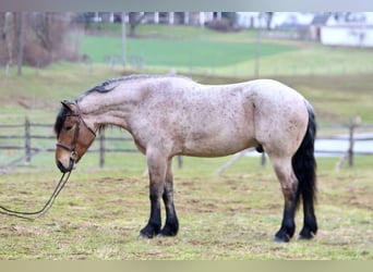 Koń pociągowy Mix, Wałach, 4 lat, 168 cm, Gniadodereszowata