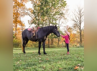 Koń pociągowy Mix, Wałach, 4 lat, 168 cm, Siwa