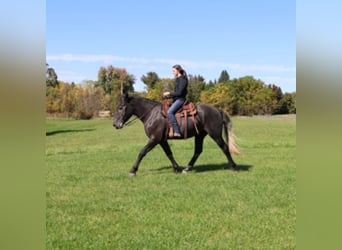 Koń pociągowy Mix, Wałach, 4 lat, 168 cm, Siwa
