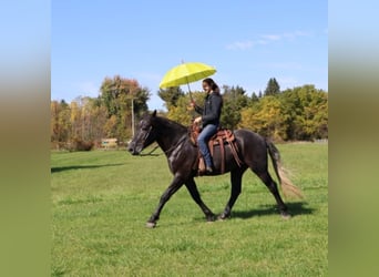 Koń pociągowy Mix, Wałach, 4 lat, 168 cm, Siwa