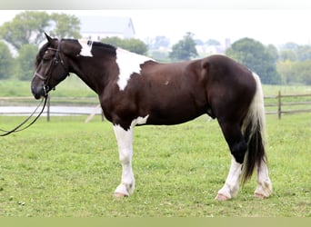 Koń pociągowy Mix, Wałach, 4 lat, 168 cm, Srokata