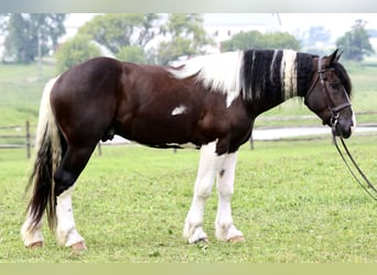 Koń pociągowy Mix, Wałach, 4 lat, 168 cm, Srokata