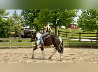 Koń pociągowy Mix, Wałach, 4 lat, 168 cm