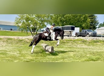 Koń pociągowy Mix, Wałach, 4 lat, 168 cm