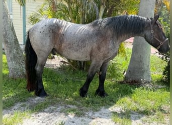 Koń pociągowy, Wałach, 4 lat, 170 cm, Karodereszowata