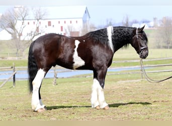 Koń pociągowy Mix, Wałach, 4 lat, 178 cm, Srokata